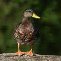 Stockente (Anas platyrhynchos)