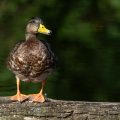 Stockente (Anas platyrhynchos)
