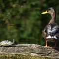 Stockente (Anas platyrhynchos)