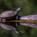 Schmuckschildkröte (Trachemys scripta elegans)