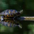 Schmuckschildkröte
