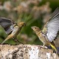 Girlitz streitet mit Grünfink