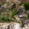 Girlitz streitet mit Grünfink