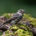 Grauschnäpper (Muscicapa striata) Jungvogel