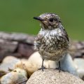 Grauschnäpper (Muscicapa striata) Jungvogel