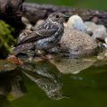 Grauschnäpper (Muscicapa striata) Jungvogel