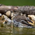 Schnäpper (Ficedula) Weibchen