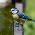Blaumeise (Cyanistes caeruleus)