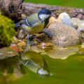 Kohlmeise (parus major)