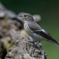 Schnäpper (Ficedula) Weibchen