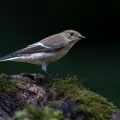 Schnäpper (Ficedula) Weibchen
