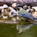 Kohlmeise (parus major)