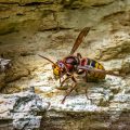 Hornisse (Vespa crabro)