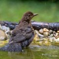 Amsel (Turdus merula)