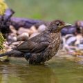 Amsel (Turdus merula)