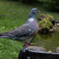 Ringeltaube (Columba palumbus)