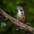 Mittelspecht (Leiopicus medius)