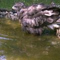 Mäusebussard im Vogelbad. Aus einem Video der Wildkamera