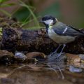 Kohlmeise (parus major)