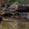Grünfink (Carduelis chloris)