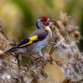Stieglitz (Carduelis carduelis)