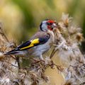 Stieglitz (Carduelis carduelis)
