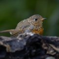 Rotkehlchen (Erithacus rubecula) Jungvogel