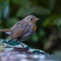 Rotkehlchen (Erithacus rubecula) Jungvogel