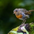 Rotkehlchen (Erithacus rubecula) Jungvogel