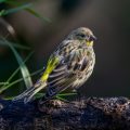 Girlitz (Serinus serinus) Weibchen
