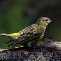 Girlitz (Serinus serinus) Männchen