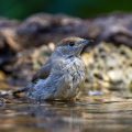 Mönchsgrasmücke (Sylvia atricapilla) Weibchen