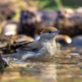 Mönchsgrasmücke (Sylvia atricapilla) Weibchen