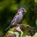 Haussperling (Passer domesticus) Männchen