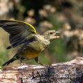 Grünfinken (Carduelis chloris)
