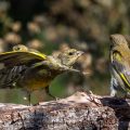 Grünfinken (Carduelis chloris)