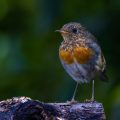 Rotkehlchen (Erithacus rubecula) Jungvogel