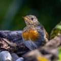 Rotkehlchen (Erithacus rubecula) Jungvogel