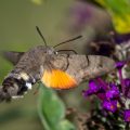 Taubenschwänzchen (Macroglossum stellatarum)