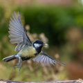 Kohlmeise (parus major)