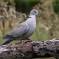 Türkentaube (Streptopelia decaocto)