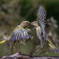 Grünfinken (Carduelis chloris) streiten sich