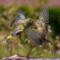 Grünfinken (Carduelis chloris) streiten sich