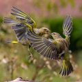 Grünfinken (Carduelis chloris) streiten sich
