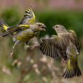 Grünfinken (Carduelis chloris) streiten sich