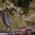 Grünfinken (Carduelis chloris) streiten sich