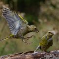 Grünfinken (Carduelis chloris) streiten sich