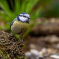 Blaumeise (Cyanistes caeruleus)