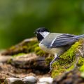 Kohlmeise (parus major)