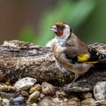 Stieglitz (Carduelis carduelis)